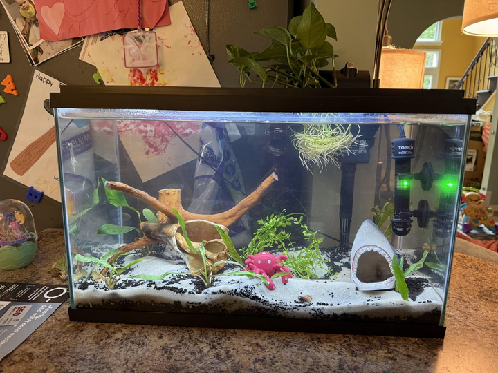 Creating a Happy Home for Fish