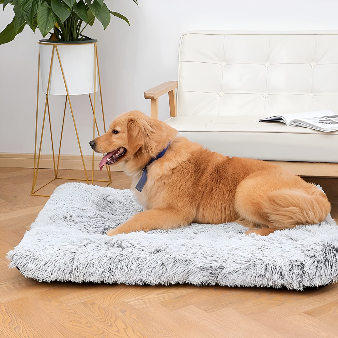 Choosing the Perfect Pet Bed