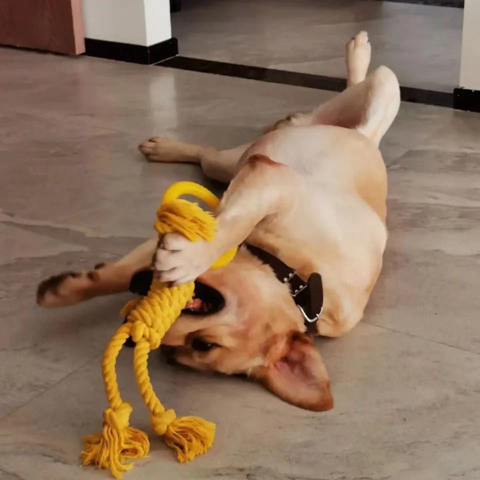 Modern Dog Bite Toy
