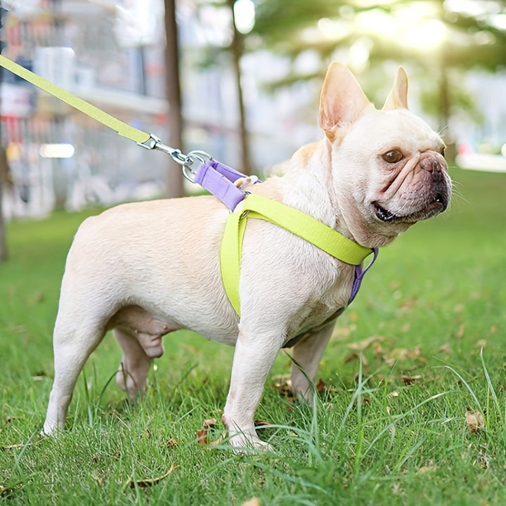 Rainbow Colorblock Pet Chest Leash