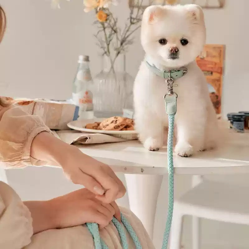 Dog Collar Leather Hand Holding Leash